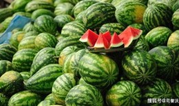 爆料西瓜嫁接视频大全,视频大全带你领略嫁接艺术之美